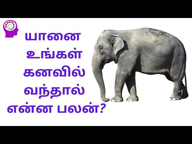 கனவில் யானையை காண்பது | Elephant dream meaning in tamil