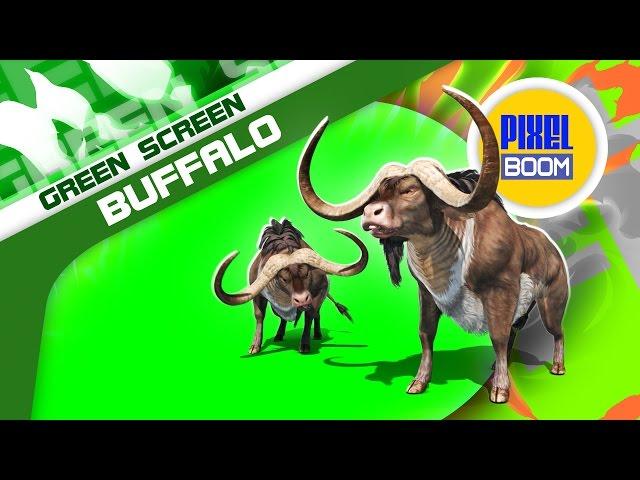 Green Screen Buffalo Runs Animals Horns - Footage PixelBoom