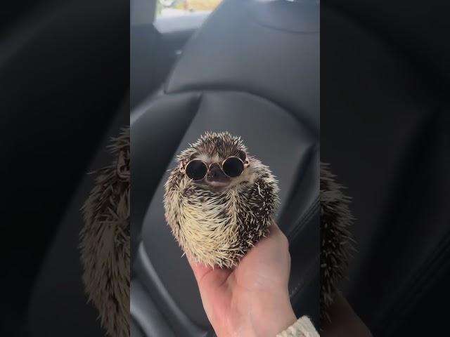 Looking Sharp#hedgehog #hedgehogs #hedgehogsofinstagram #hedgehoglove #babyhedgehog #hedgehogd