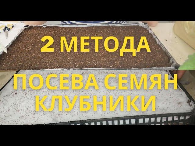 УНИКАЛЬНЫЕ МЕТОДЫ ПОСЕВА СЕМЯН КЛУБНИКИ