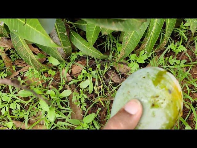 आम ही आम  local mango Garden in the village in banglore