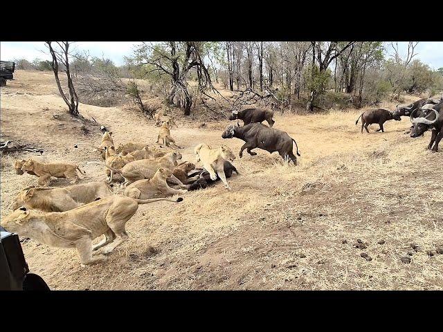 An EPIC SIGHTING! Battle between lions and buffalo 