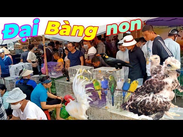 Chợ chim cảnh bán Đại Bàng, Yểng, Sáo, lợn, gà và rất nhiều con vật.Pet market.