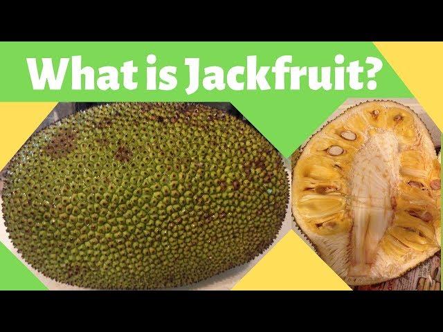 What is Jackfruit?