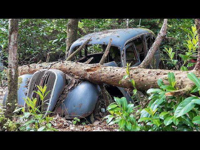 Rare Collection of 50 Classic Cars Abandoned in the Woods