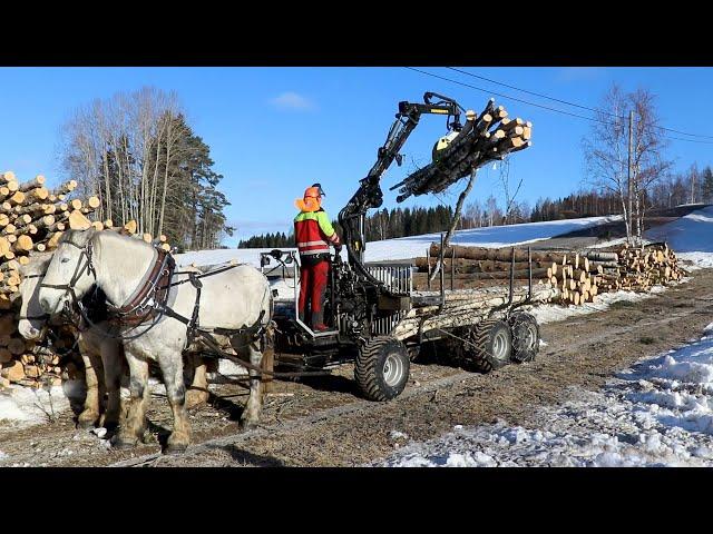 Horse Logging with Palms Grapple Loader and Log Trailer