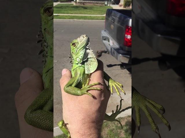 Today’s rescue, a juvenile green iguana