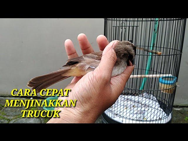 Cara Cepat menjinakkan burung Trucuk dengan mudah