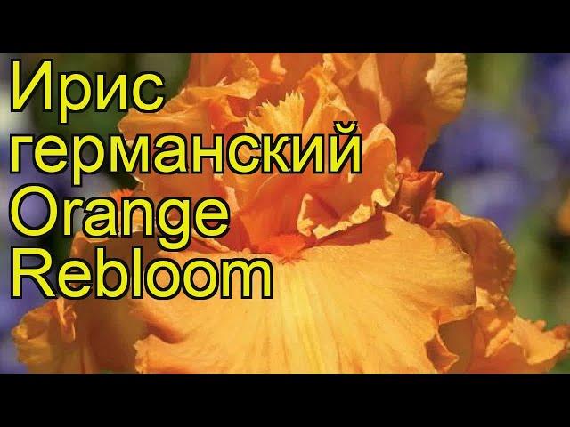 Ирис германский Оранжевый Урожай. Краткий обзор, описание iris germanica Orange Rebloom