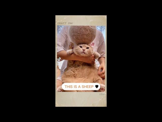 CUTE CAT | This is a sheep. #viral #shorts #cute #cat #video