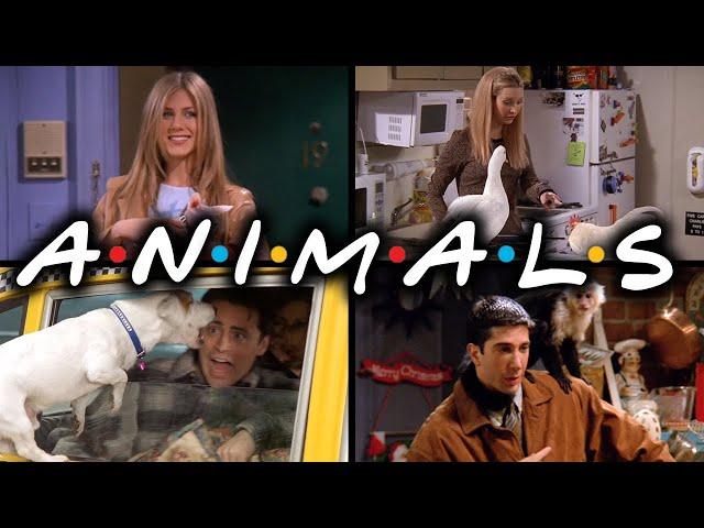 The Ones With the Animals | Friends