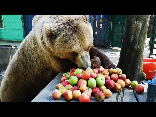 Bear eating apples