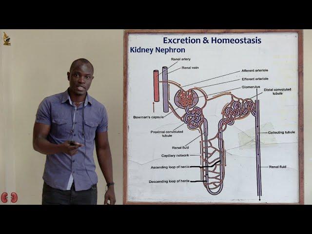 29. Nephron and Functions Biology Form 2