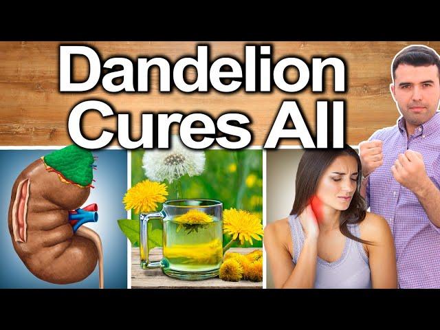 DANDELION EVERY DAY! - Best Ways To Take, Uses, Side Effects And Contraindications