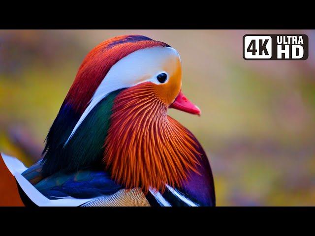 Most Exotic Birds | Relaxing Bird Sounds | Breathtaking & Soothing Nature | Stress Relief Sounds