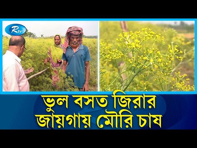 জিরা ভেবে মৌরি চাষ বিপাকে কৃষক! | Farmer | Cultivation | Rtv news