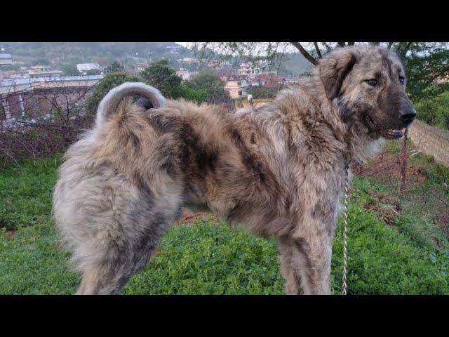 Most Beautiful Bakarwal Dog | 1 year old | Highly Aggressive Dog #BakharwalDog