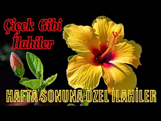 İLAHİ DİNLE/ Hafta Sonuna Özel İlahiler  Huzur Kokan Çiçek Gibi İlahiler 