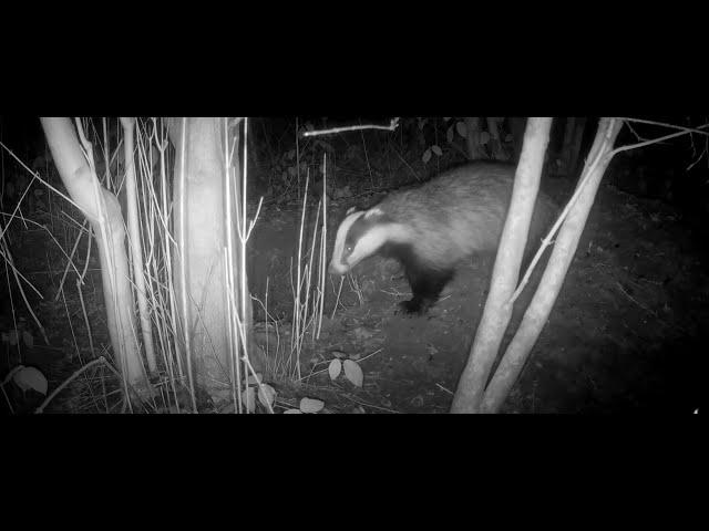 Badger being screamed at by fox