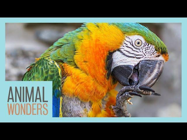 The Scariest Parrot Disease