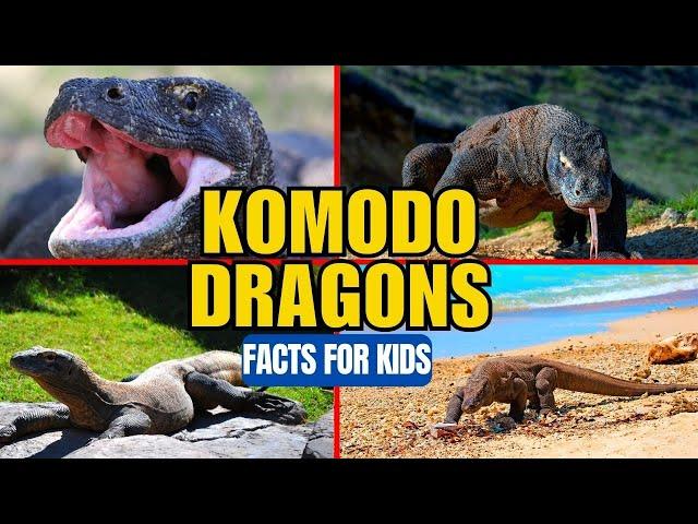 Komodo Dragons - Facts for Kids