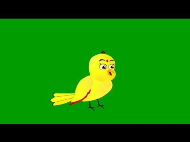 Tuni chidiya / green screen cartoon birds / talking birds/ cartoon birds