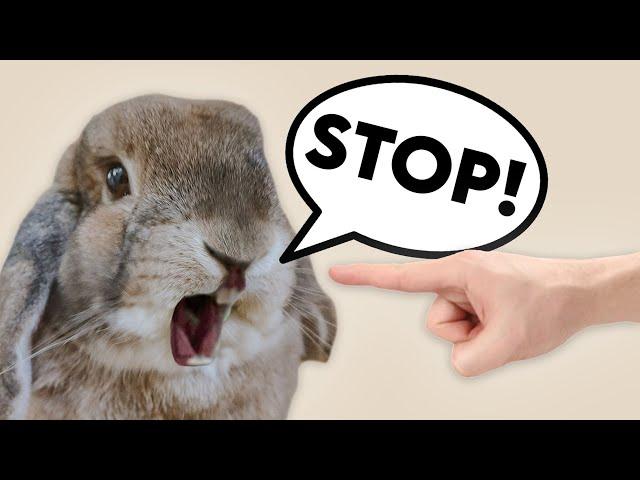 STOP DOING THIS IF YOU OWN A RABBIT