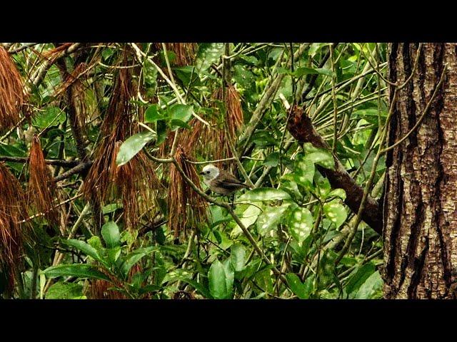 Whitehead / Pōpokotea with Birdsong - Birds of Kapiti, New Zealand