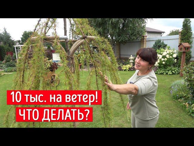 Что случилось с лиственницей? За такие деньги такой хлам!