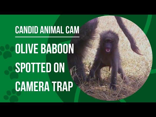 What is an olive baboon? | Candid Animal Cam