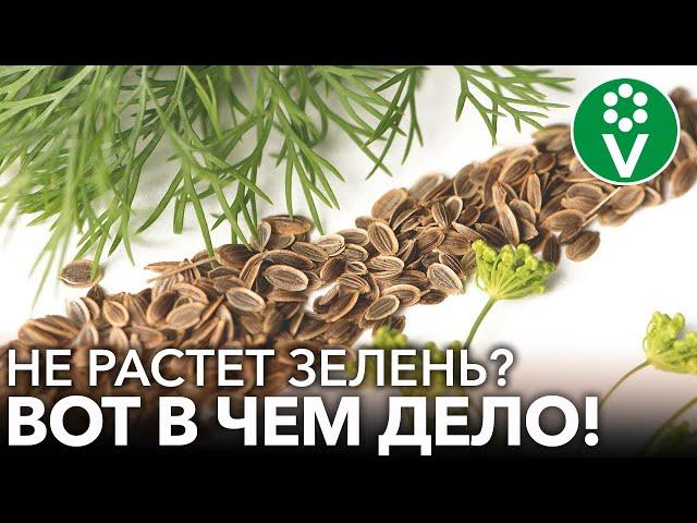 7 НЕЛЬЗЯ ПРИ ВЫРАЩИВАНИИ УКРОПА И ПЕТРУШКИ! Почему зелень растет хилой и невкусной?