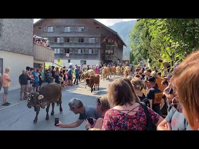 Alptag in Schwarzenberg: Ankunft der Alpe Obere und Wildgunten