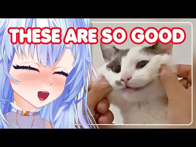 Mifuyu LOSES IT while watching these memes! | Mifuyu Reacts to Unusual Memes Compilation V237