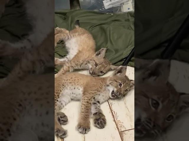 Маленькие Рыси , желают всем доброе утро.Small hand lynx .#lynx #рысь