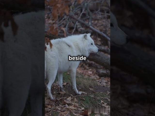 Luna the Gray Wolf: A Symphony of Wilderness Beauty"