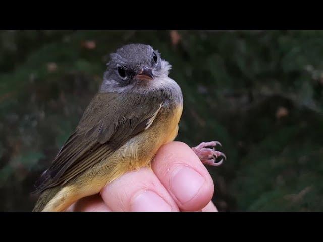 BirdBytes - MacGillivray's Warblers and the Mountain Divide