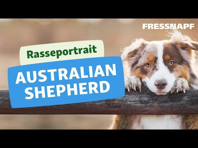 Rasseportrait: Australian Shepherd