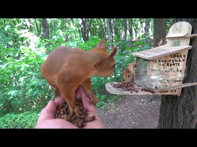 Прибежали голодные белки / Hungry squirrels came running