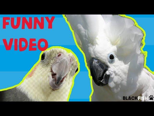 Try Not To Laugh Challenge -  BEST FUNNY PARROTS COMPILATION