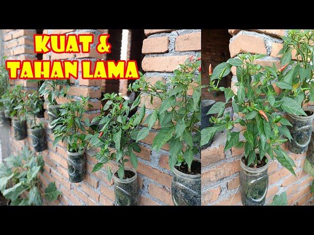 BEGINI CARA AGAR CABE DI BOTOL  BERCABANG BANYAK & BERUMUR PANJANG | HOW TO GROW CHILLIES IN BOTTLE