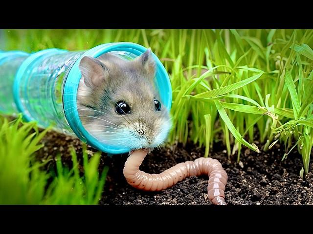 Testing a Hamster's Survival Skills