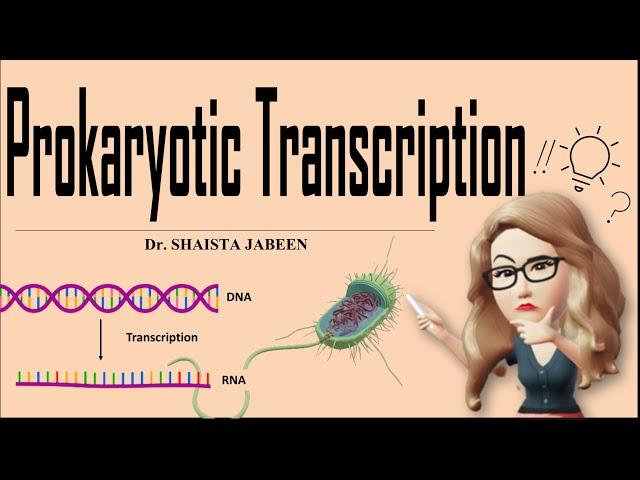 Prokaryotic Transcription I Complete Process of Transcription in Prokaryotes I Molecular Biology