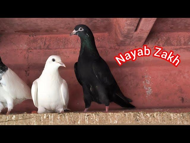 Nayab Zakh Kabootar Home Breed | Hashim Mahmood Pigeons