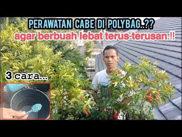 dengan 3 cara initanaman cabe berbuah banyak terus menerus.#cabe #petanicabe