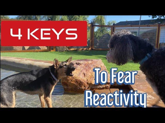 Learn how to help your fearful dog