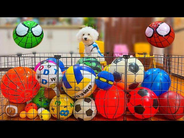 Best of Learn Colors & Sports Balls Names Compilation with Cute Dog Reactions 