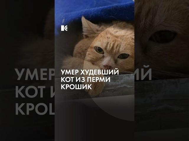 Похудевший кот Крошик умер