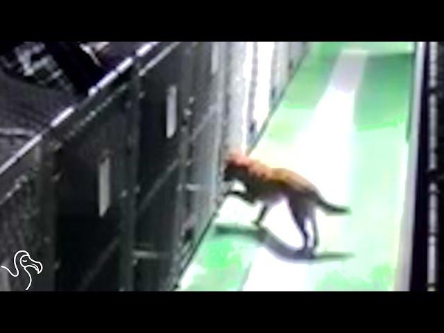 Dog Escapes Kennel to Comfort Lonely Pups | The Dodo