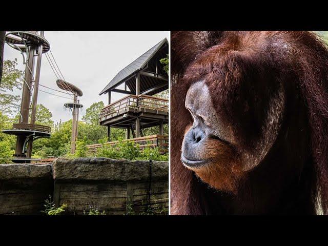 Orangutan escapes Toronto Zoo's new $11-million habitat