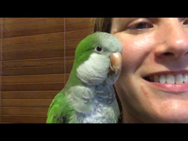 Chat time - Owning Pluto the Talking Quaker Parrot
